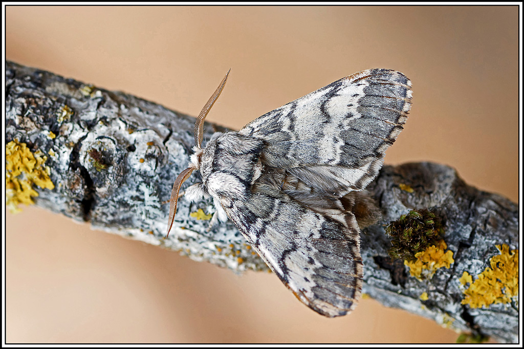 Demi-lune_noire(Drymonia_ruficornis)(2).jpg