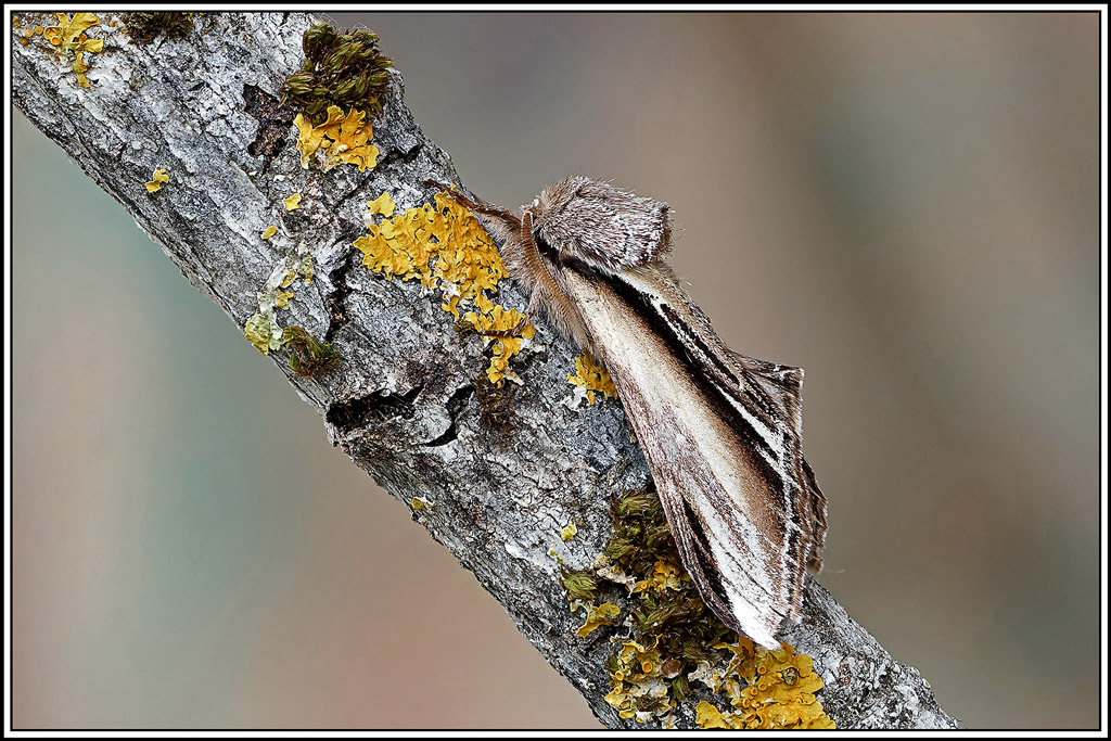 Porcelaine(pheosia_tremula)(17_25).jpg