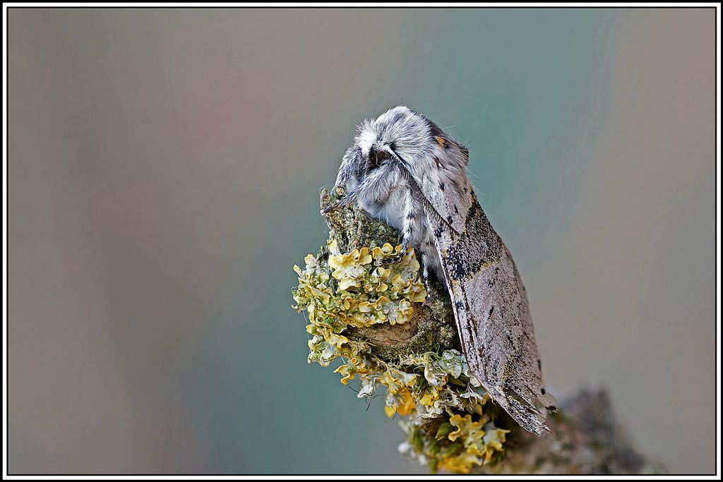Petite_queue-fourchue(Furcula_bifida)(21_29).jpg