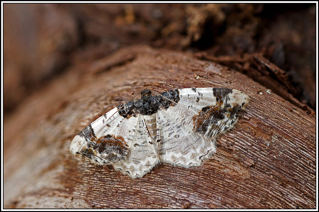 Phalène_du_fusain(Ligdia_adustata)(2_4).jpg