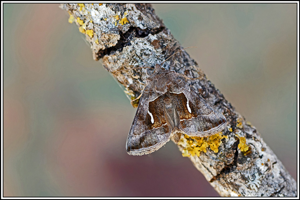 Goutte_d'Argent(Macdunnoughia_confusa)(9_11).jpg