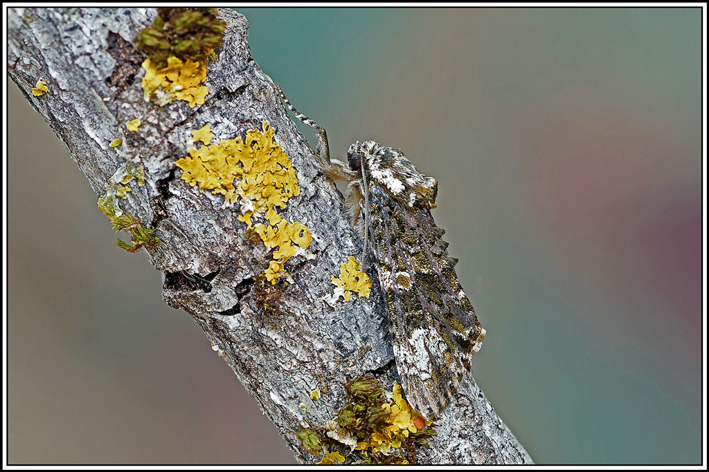 Troëniere(Craniophora_ligustri)(15_22).jpg