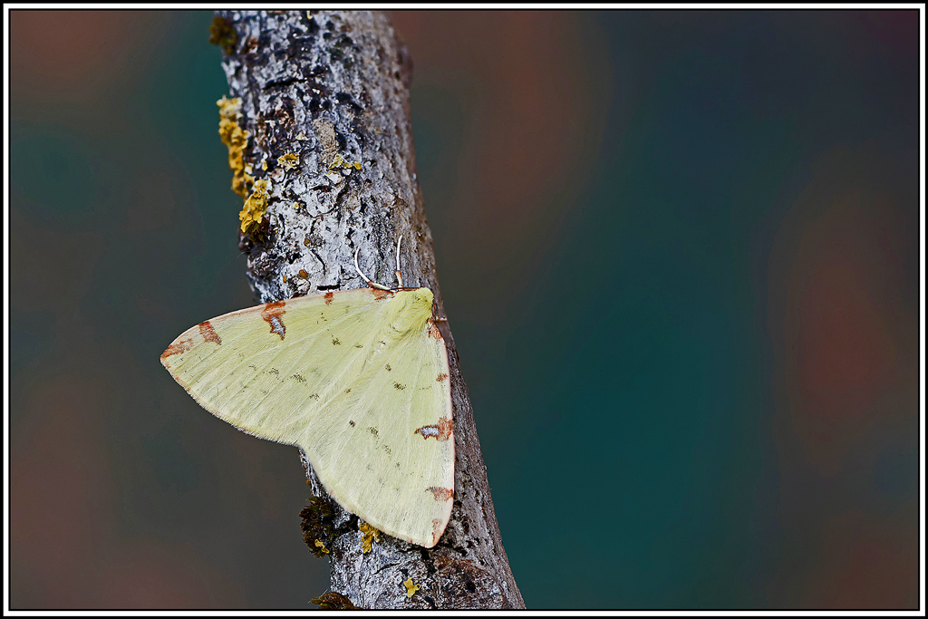 Citronnelle_rouillée(Opistograptis_luteolata)(14_21).jpg