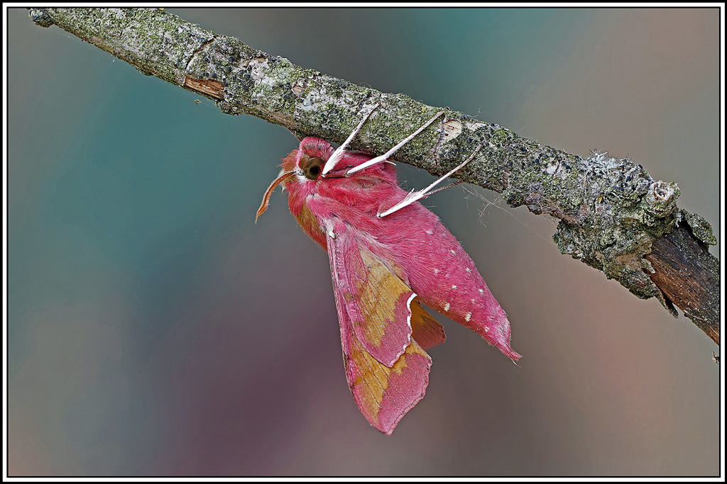 Petit_sphinx_de_la_vigne(Deilephila_porcellus)(91_101).jpg
