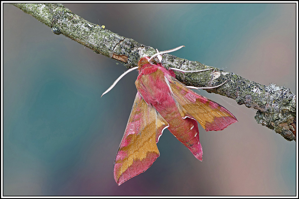 Petit_sphinx_de_la_vigne(Deilephila_porcellus)(123_132).jpg