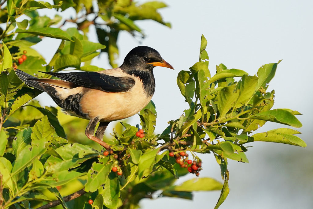 57-Etourneau roselin - udawalawe.JPG