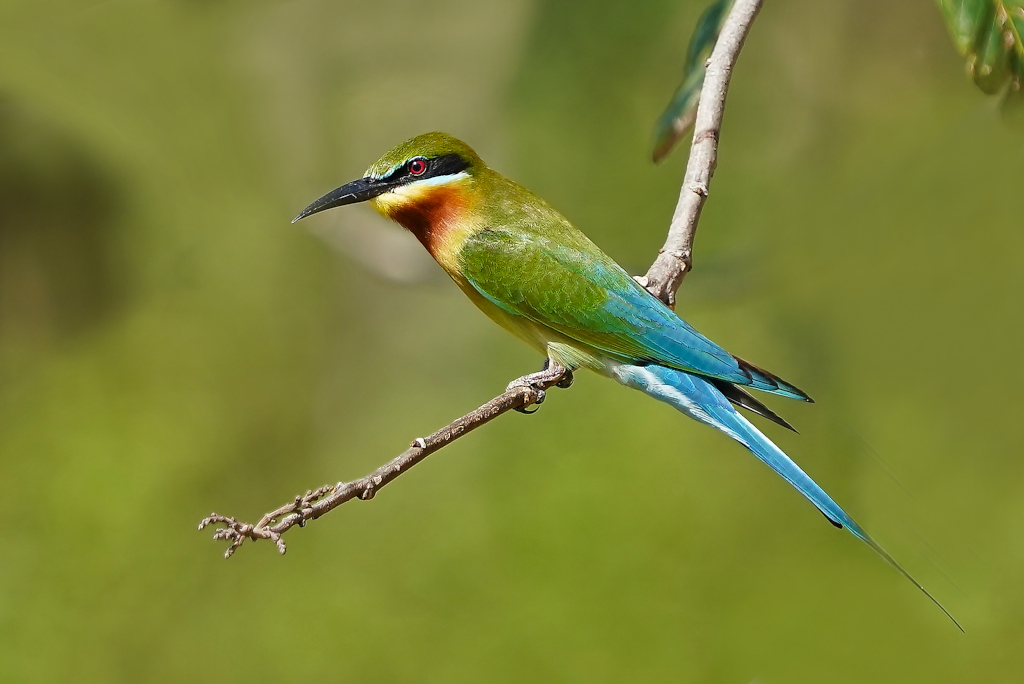 58-Guêpier à queue d'azur - Udawalawe.JPG