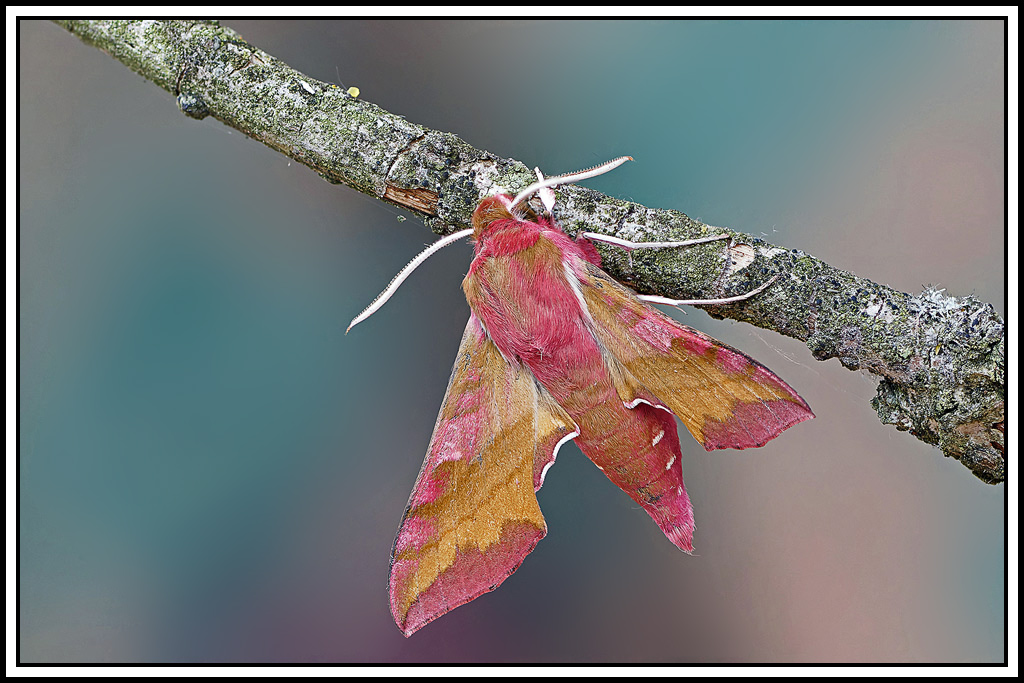 Petit_sphinx_de_la_vigne(Deilephila_porcellus)(123_132).jpg
