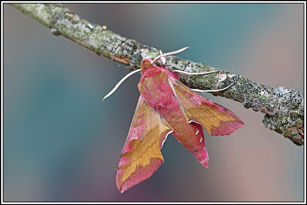 Petit_sphinx_de_la_vigne(Deilephila_porcellus)(128_129).jpg