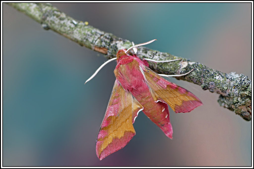 Petit_sphinx_de_la_vigne(Deilephila_porcellus)(129).jpg
