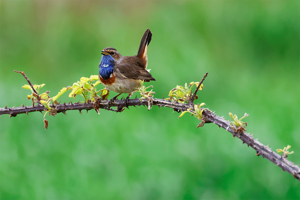 IN-_D7A2689-c.jpg