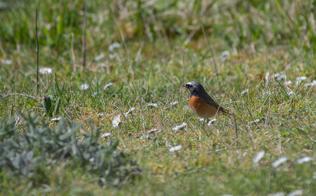 Rouge queue à front blanc -2-.jpg