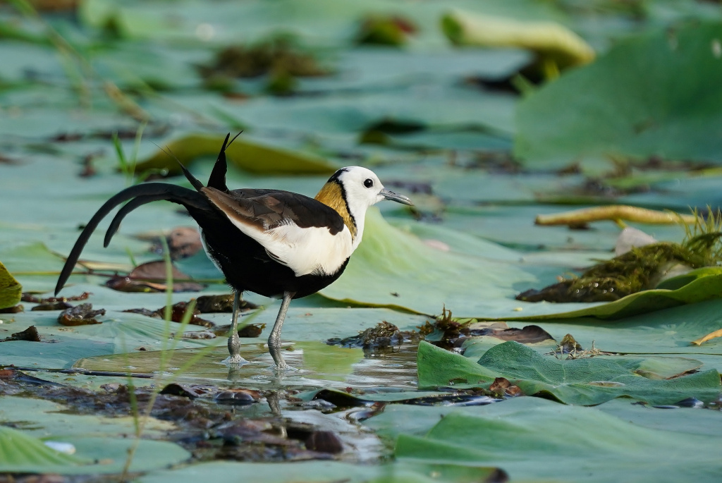 68- Jacana à longue queue- tissa.JPG