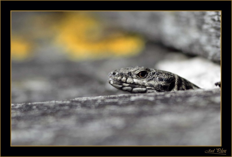 lezard0001.JPG