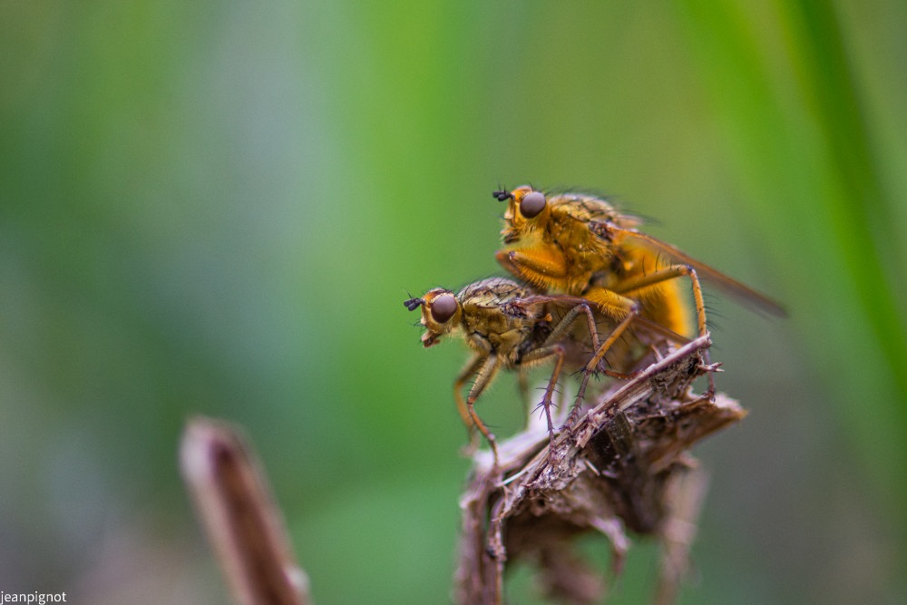 accouplement de mouches scatophages.JPG