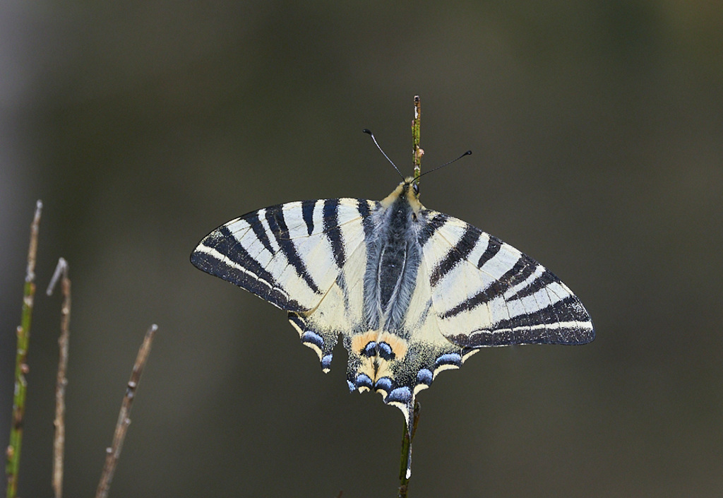 b 3285_1.jpg