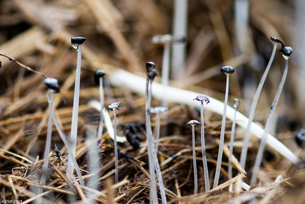 champignons sur leurs fin.JPG