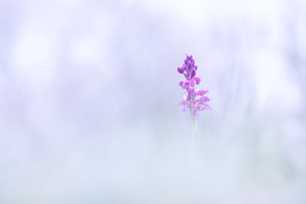 _DSC7979_DxO_DxO.jpg