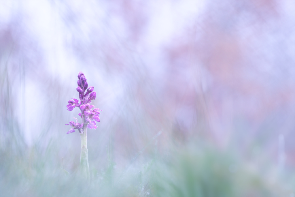 _DSC7981_DxO_DxO.jpg