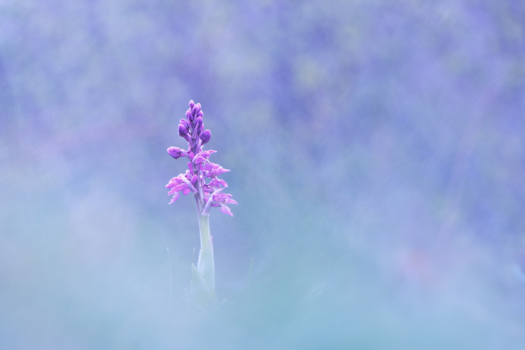 _DSC8001_DxO_DxO.jpg