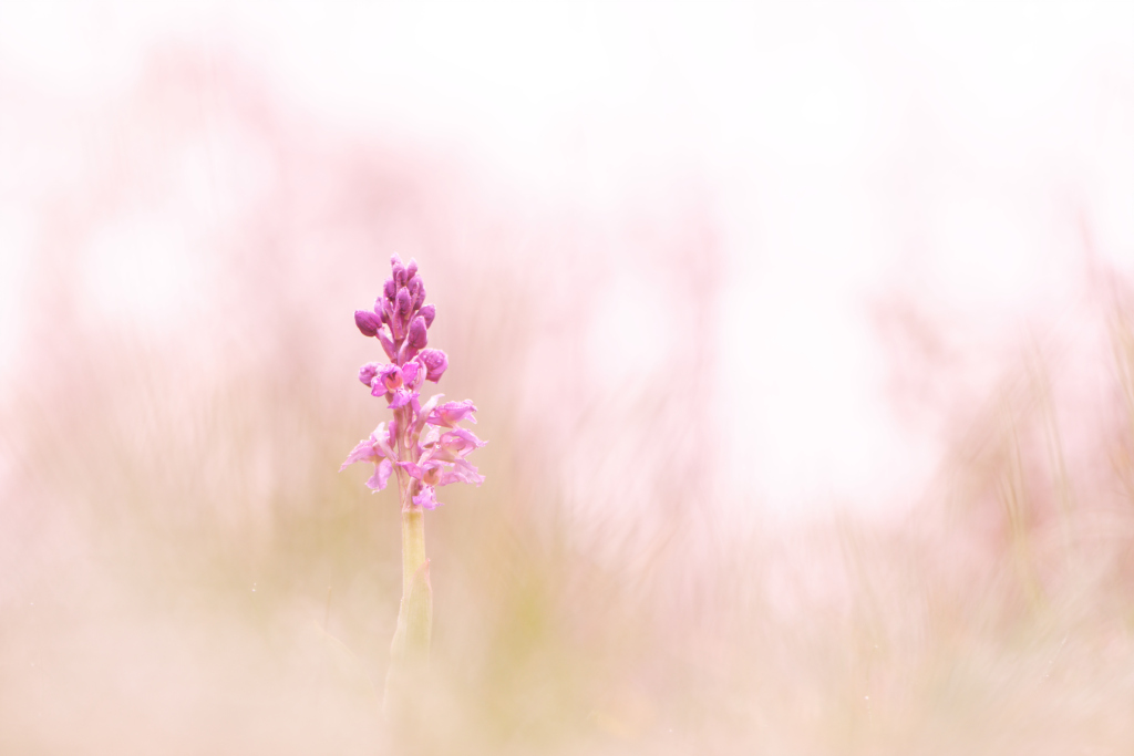 _DSC8011_DxO_DxO.jpg