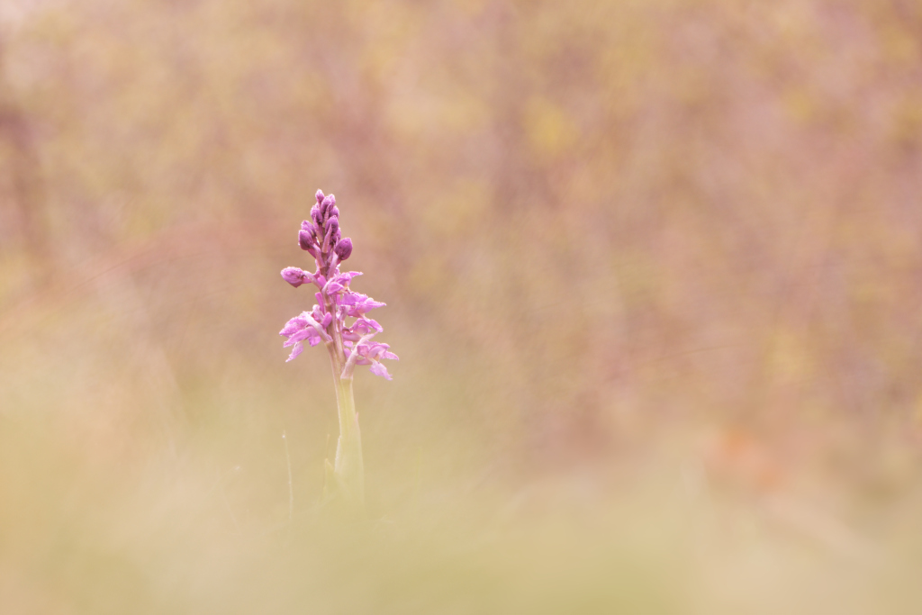 _DSC8016_DxO_DxO.jpg