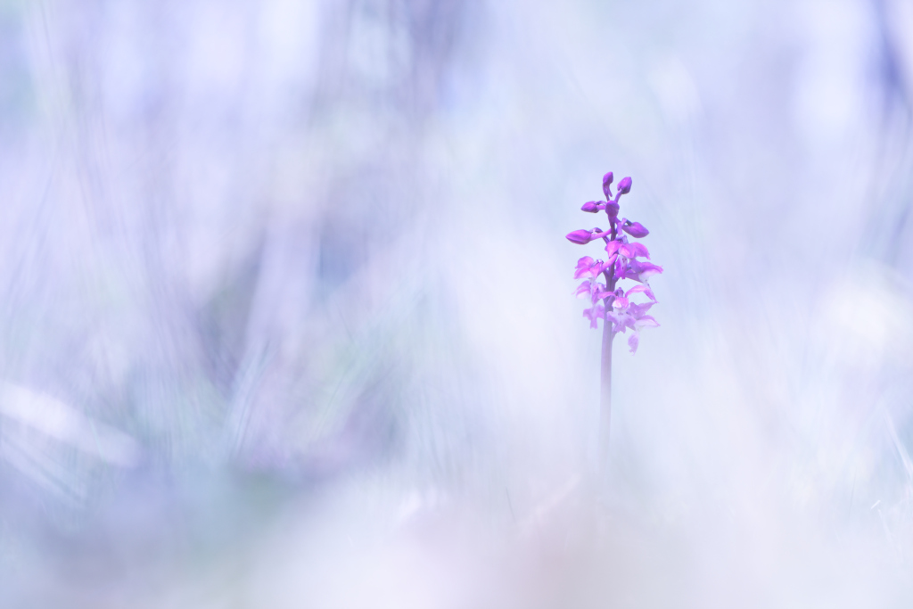 _DSC8085_DxO_DxO.jpg
