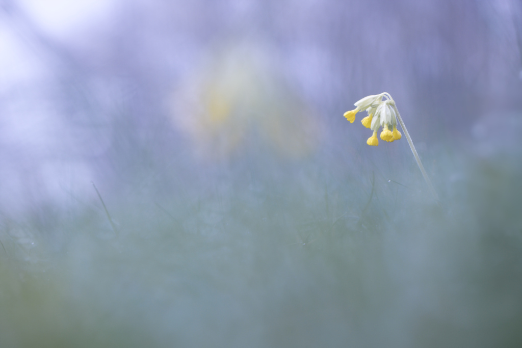_DSC7993_DxO_DxO.jpg