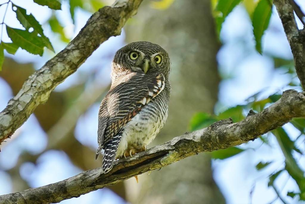 76-Chevechette de jungle -Yala.JPG