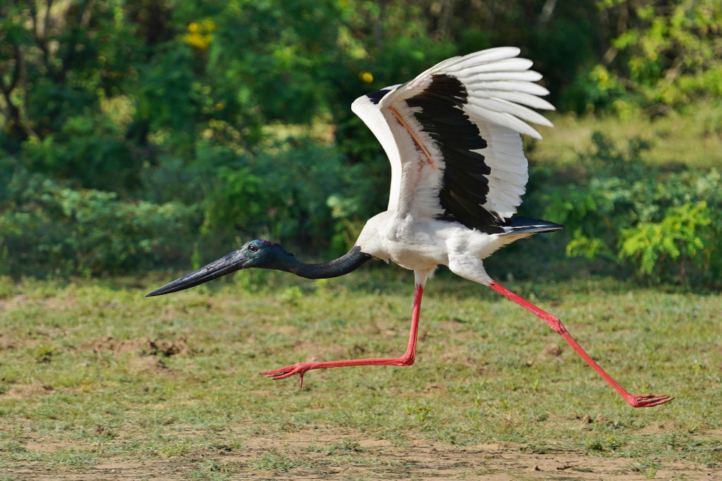 80-Jabiru d'Asie -Yala.JPG