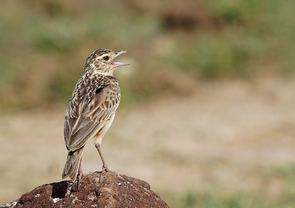 81-Alouette gulgule - Yala.JPG