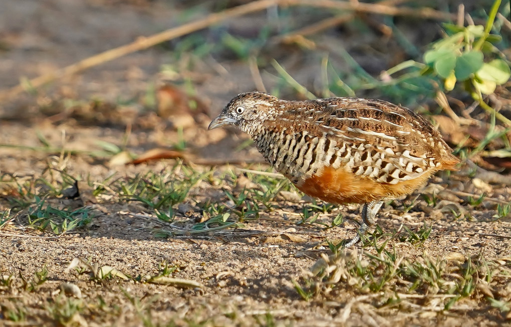 82-Turnix combattant - Yala.JPG