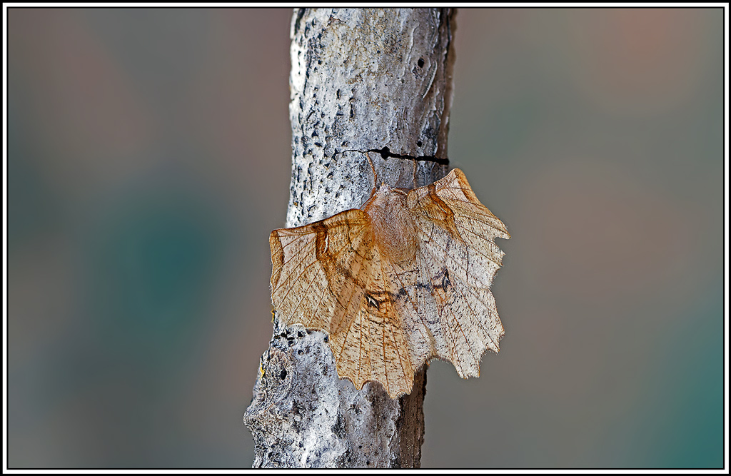 Ennomos_lunaire(Selenia_lunularia)(49_59).jpg
