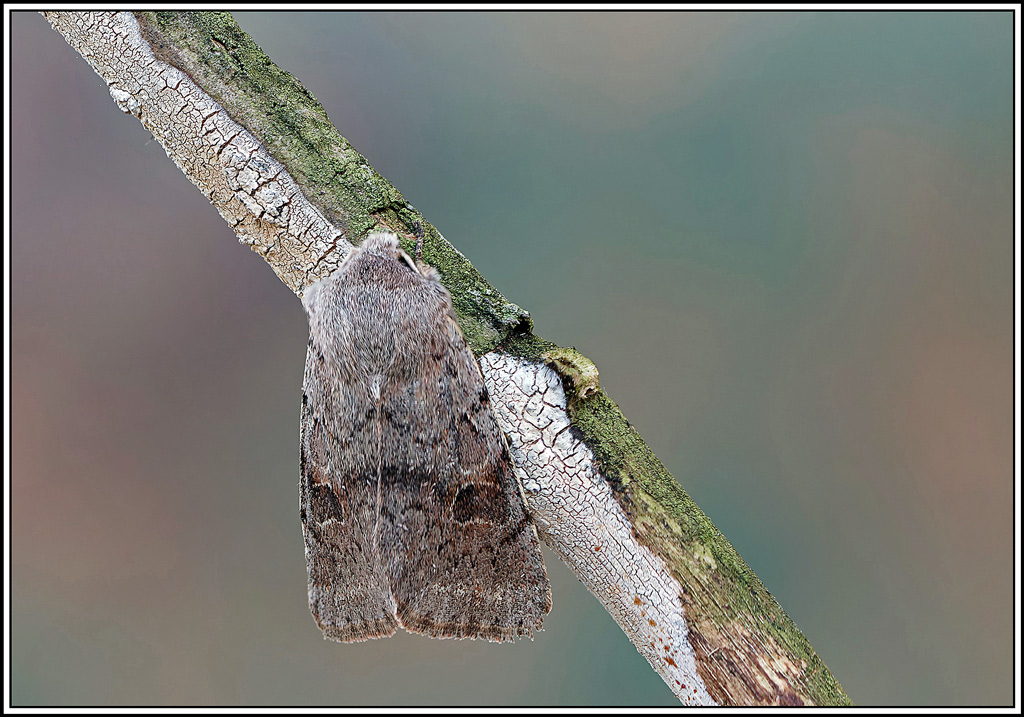 Orthosie_du_peuplier(Orthosia_populeti)(6_13).jpg