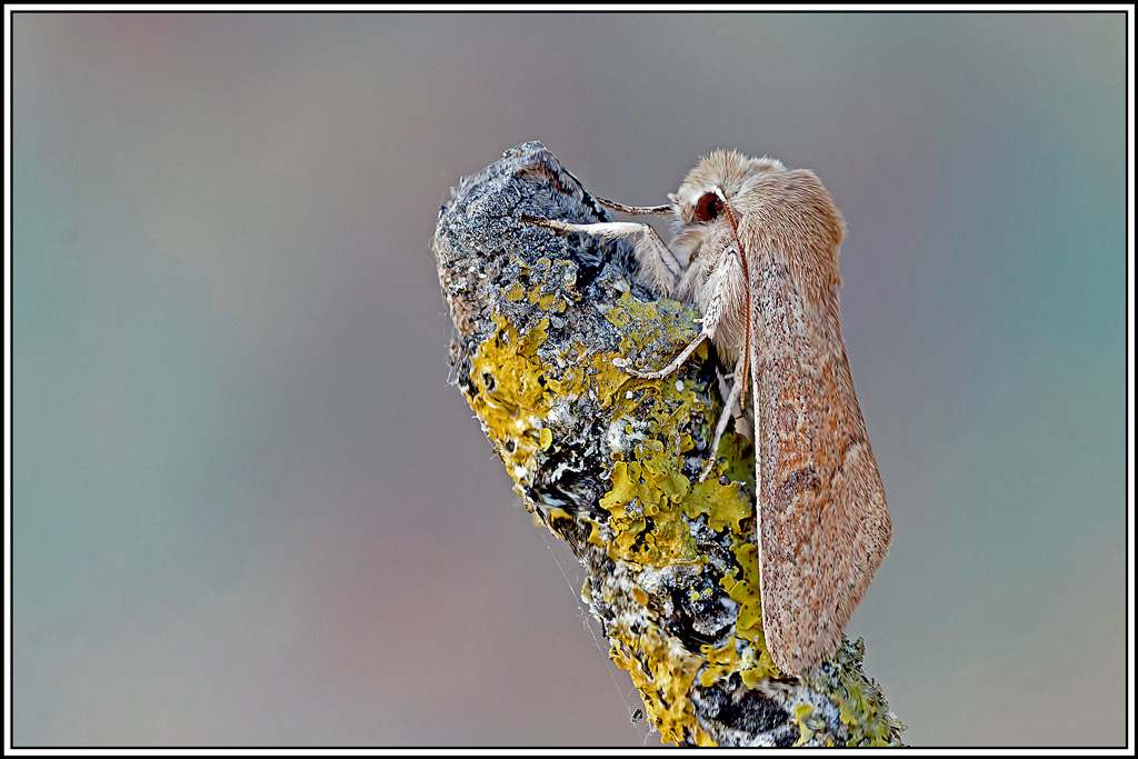 Orthosie_rougeoyante(Orthosia_miniosa)(11_17).jpg