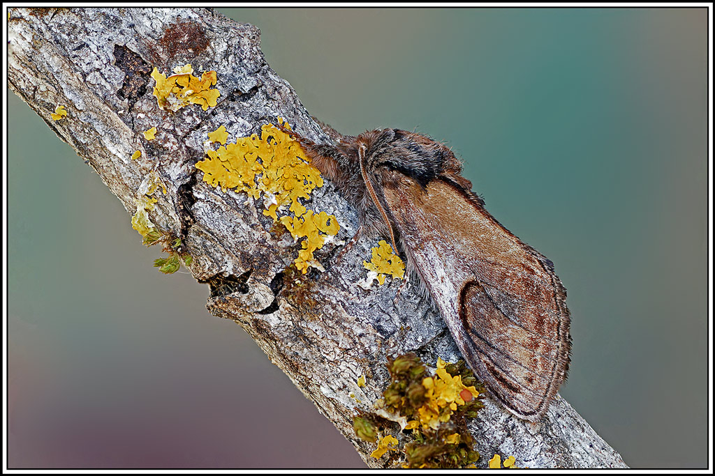bois_veiné(Notodonta_ziczac)(9_11).jpg