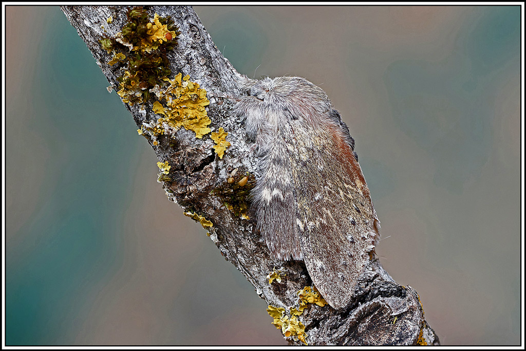 Ecureuil_ou_Bombyx_du_hetre(Stauropus_fagi)(62_66).jpg