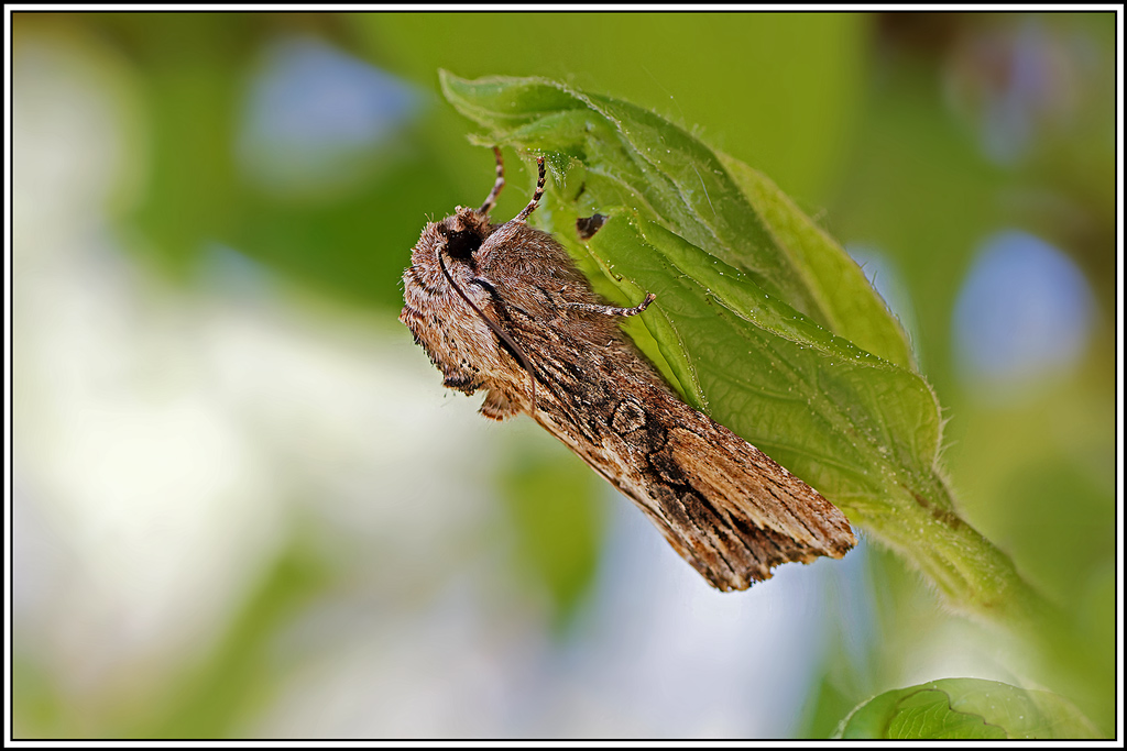 Conspicillaire(Egira_conspicillaris)(9).jpg