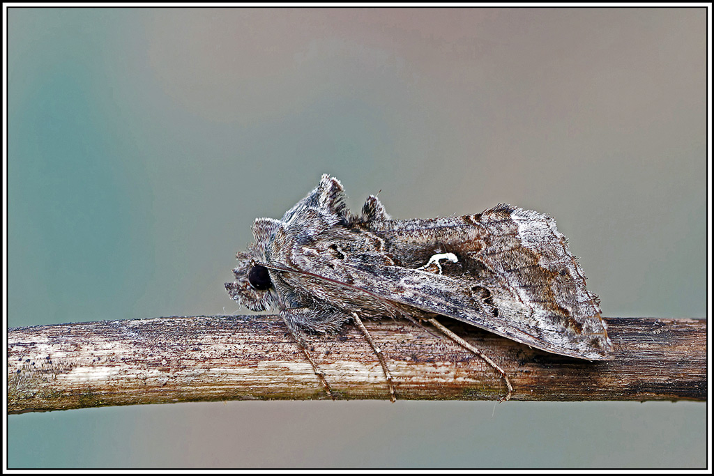 gamma(autographa-gamma)(21_25).jpg