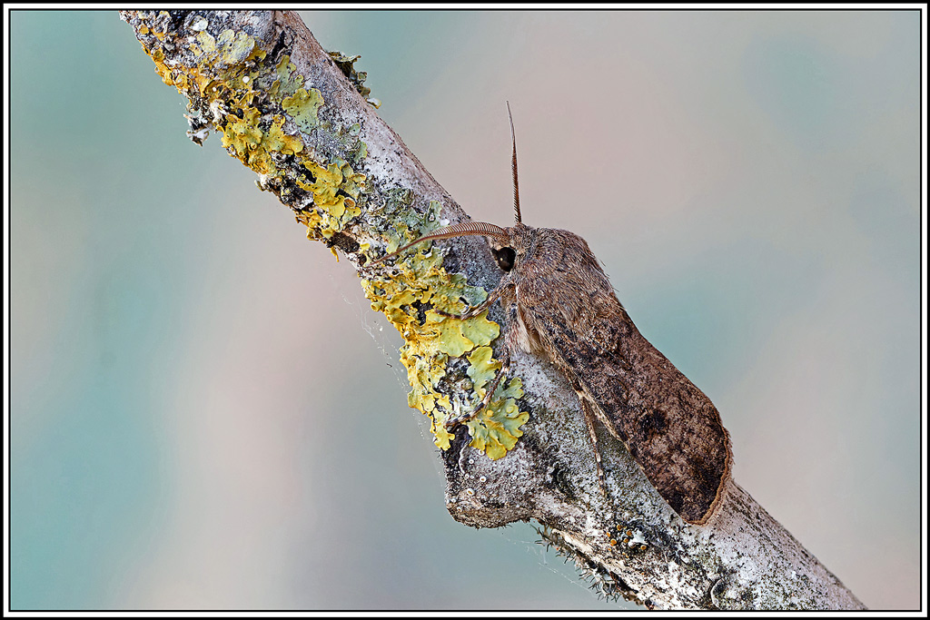 Noctuelle_des_moissons(Agrotis_segetum)(10_15).jpg