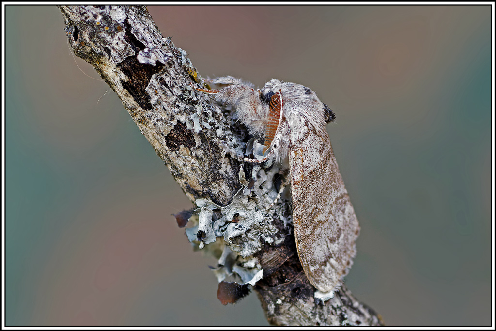 Pudibonde(Calliteara_pudibunda)(8_11).jpg