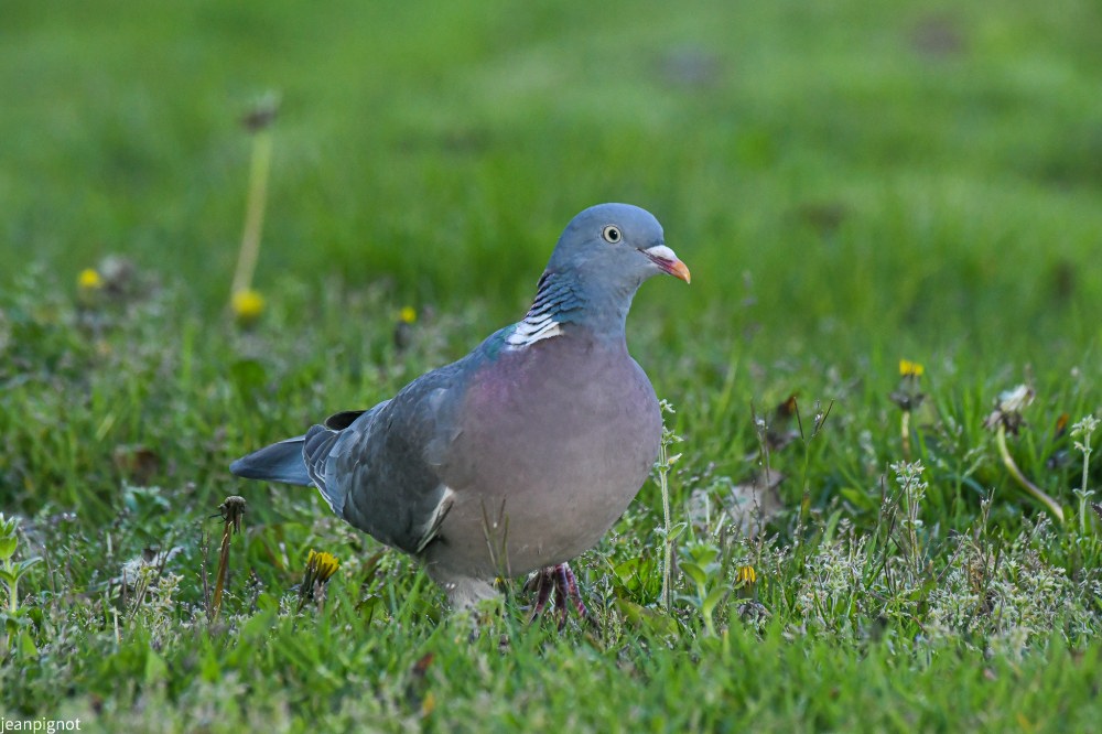 pigeon ramier (2).JPG