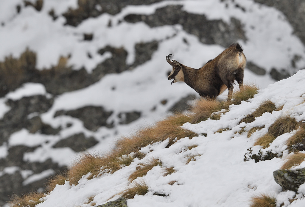 DS5_5690.jpg