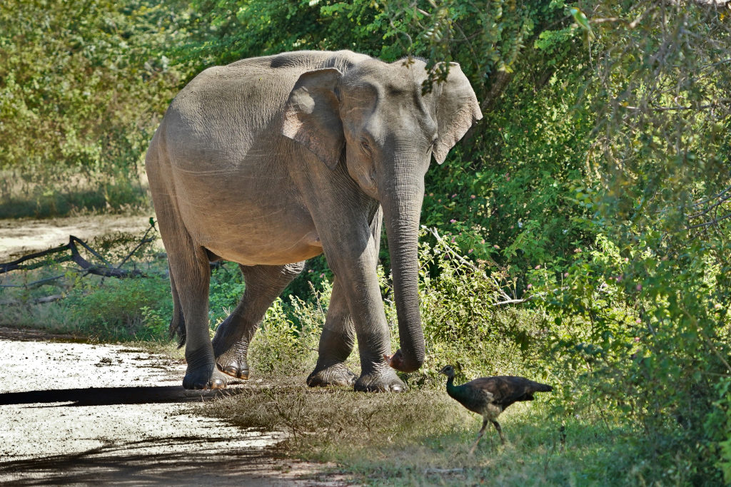 86-yala.JPG