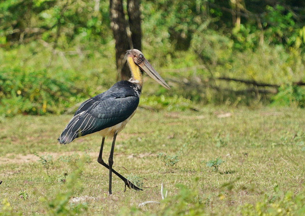 89-Marabout chevelu-yala.JPG