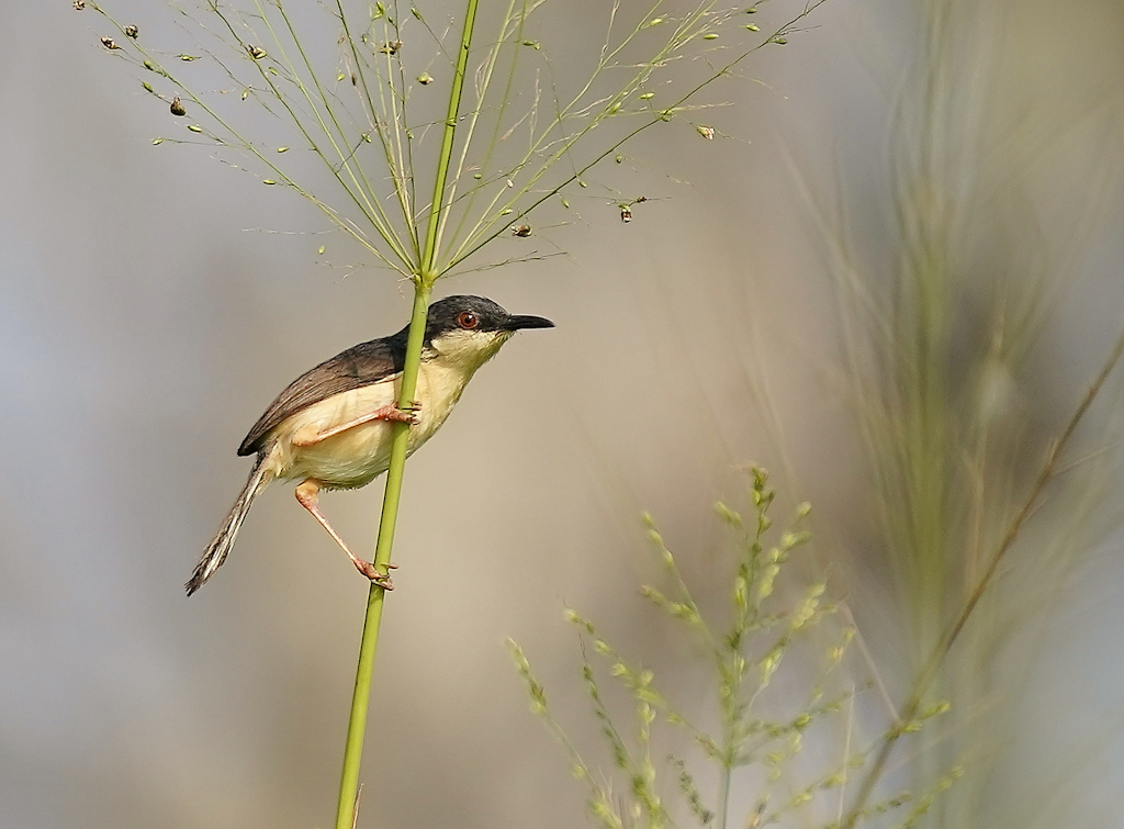93-Prinia cendrée - Sigirya.JPG