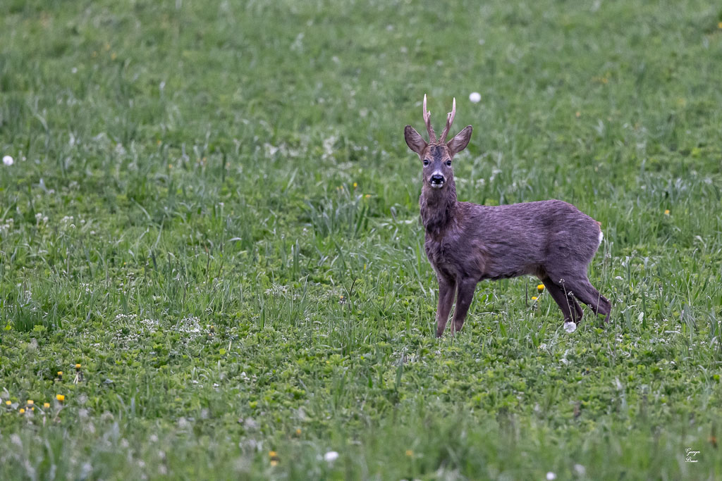 Chevreuil d'Europe (Capreolus capreolus) Roe deer-752.jpg