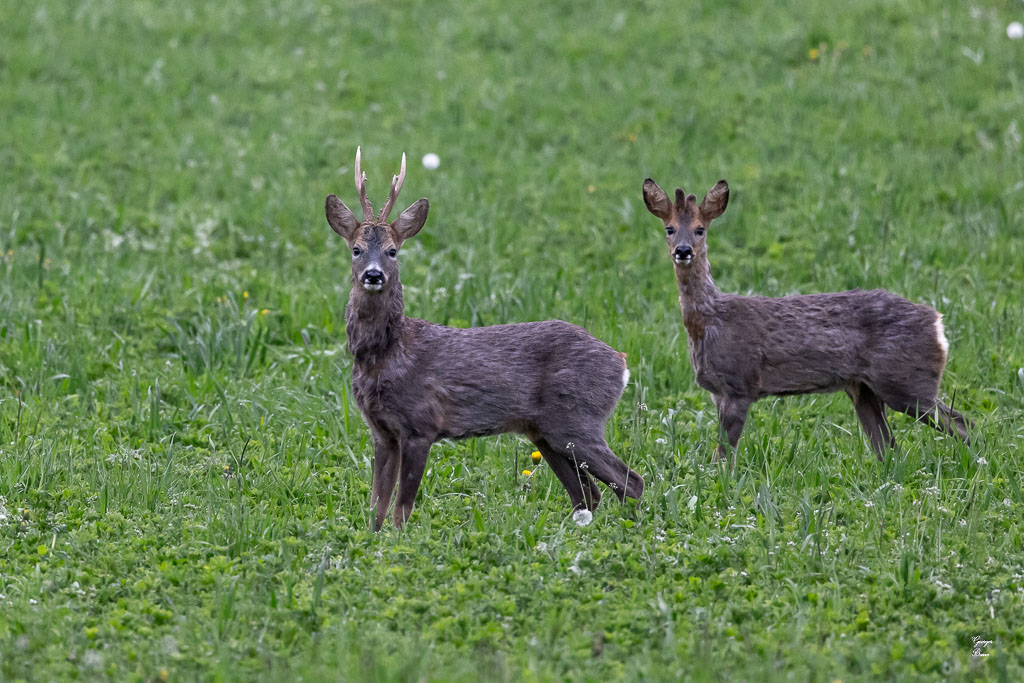 Chevreuil d'Europe (Capreolus capreolus) Roe deer-753.jpg