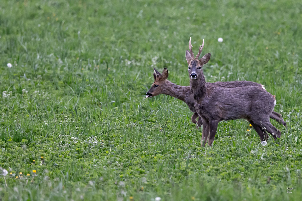 Chevreuil d'Europe (Capreolus capreolus) Roe deer-757.jpg