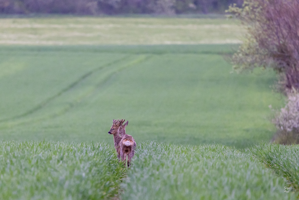 Chevreuil d'Europe (Capreolus capreolus) Roe deer-764.jpg